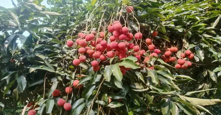 Assam Exports GI-Tagged Tezpur Litchis to Singapore
