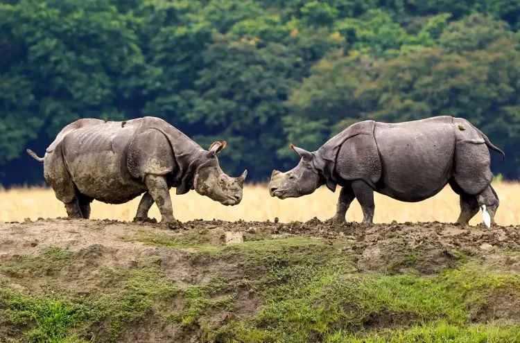 Assam holds 80% of world's one-horned rhinos, zero poaching in 2025: Himanta Sarma