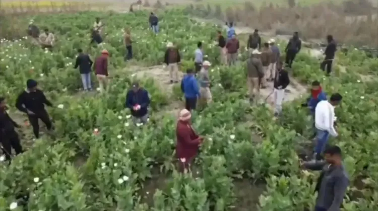 Assam Police Eliminate Poppy Worth Rs 27.20 Crore