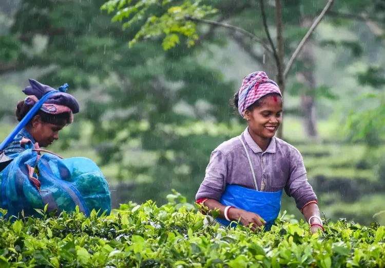 Assam tea workers to get 20% Durga Puja bonus across 800+ estates: Himanta Sarma