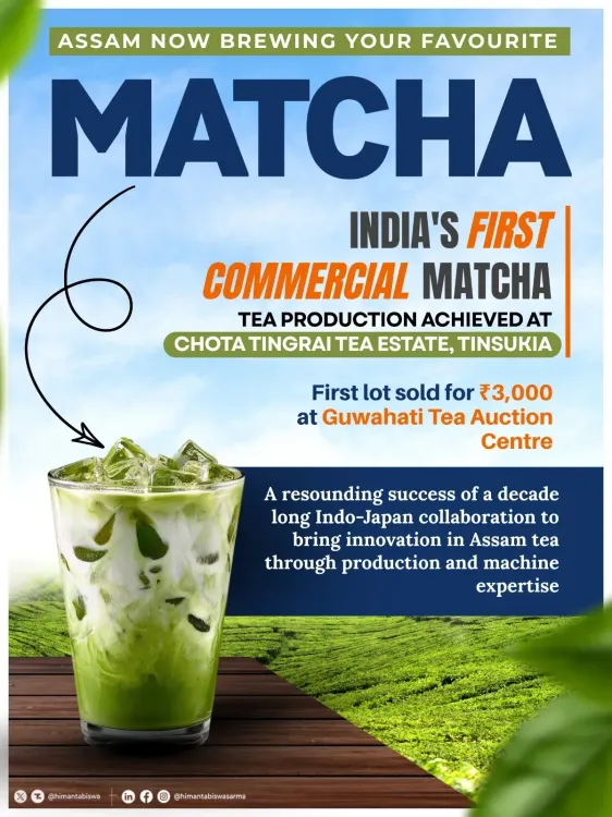 Assam's Chot Tingrai Estate Becomes India's First Commercial Matcha Producer