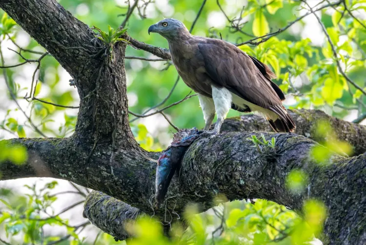 Kaziranga raptor and stork survey 2026: 30 species, 217 birds recorded