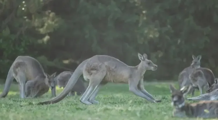 Australian Individual Detained in Connection with the Deaths of 98 Kangaroos
