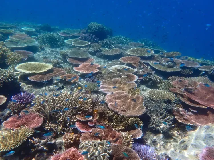 Great Barrier Reef: Australia launches 2050 plan review amid climate threats