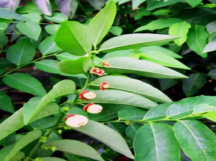 चक्रमुनि का पौधा: विटामिन की कमी से जूझते लोगों के लिए आयुर्वेद का अनमोल उपहार