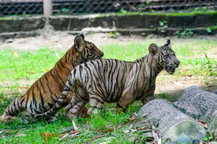 India's wildlife wins praised globally, but 'poor country' remark sparks sharp rebuke