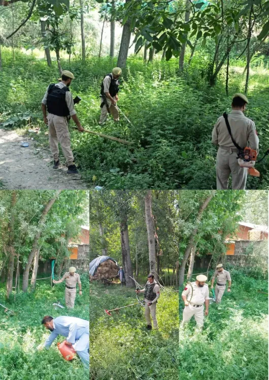 बारामूला पुलिस ने 'नशा मुक्त भारत अभियान' के तहत क्रीरी, पल्हालन और गोशबुग में जंगली भांग की फसल नष्ट की