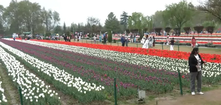 श्रीनगर में बारिश के बावजूद ट्यूलिप गार्डन में पर्यटकों की भीड़, आंकड़े 1.69 लाख के पार