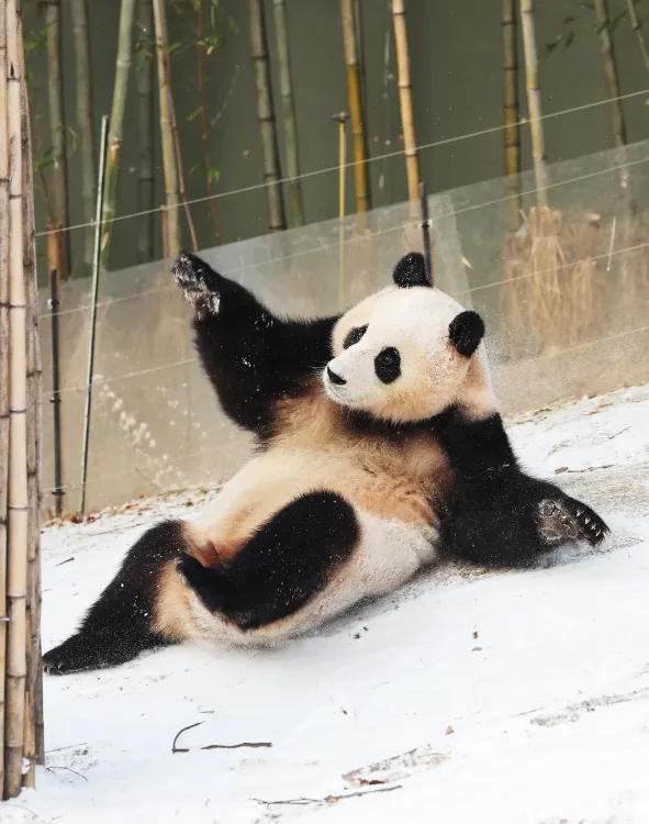 क्या बीजिंग-टोक्यो के तनाव का असर पांडा डिप्लोमेसी पर भी पड़ रहा है?