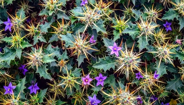 क्या भटकटैया है जंगल का रहस्यमयी पौधा, जिसके फूल, तने और बीज, सब में छिपे हैं औषधीय गुण?