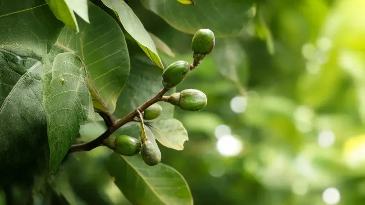 क्या भिलावा पाचन, त्वचा और जोड़ों के दर्द में चमत्कारी लाभ प्रदान करता है?