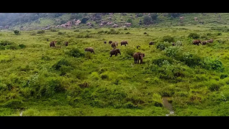 Bhupender Yadav Reaffirms India's Elephant Conservation Pledge