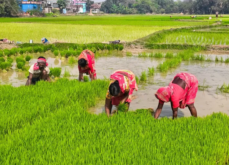 NBA releases ₹8.22 crore ABS funds to rice research bodies, 33 state boards