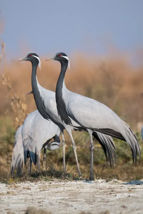 Detection of Bird Flu Virus in Deceased Crane in Rajasthan