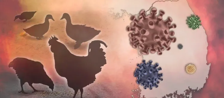 Can Bird Flu Viruses Defy Fever and Pose a Greater Threat to Humans?
