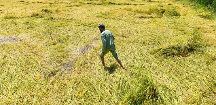 Is BJP Ignoring Rain-Hit Farmers While Focusing on Poll Politics?
