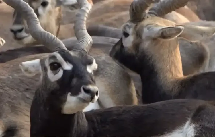 Blackbucks Return to Chhattisgarh: PM Modi Highlights Historic Wildlife Revival