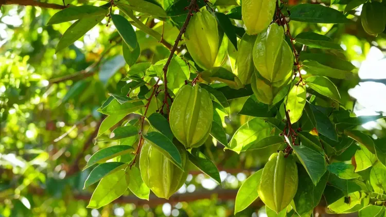 क्या आप ब्लड प्रेशर, कोलेस्ट्रॉल या दिल की समस्याओं से परेशान हैं? जानें इस पेड़ की छाल के बारे में