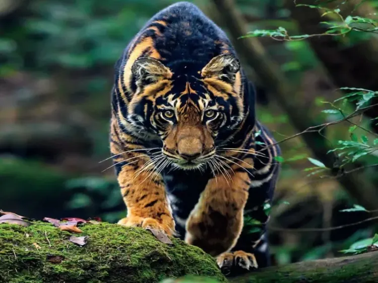 How Are Similipal’s Black Tigers Boosting Odisha’s Tourism?
