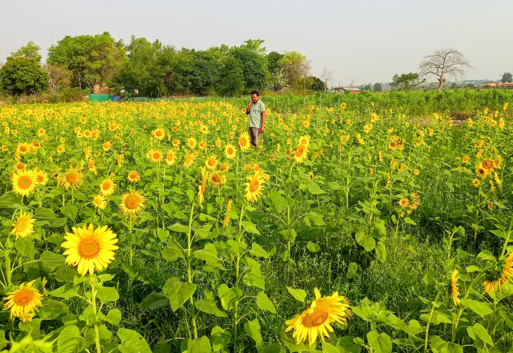 Cabinet clears MSP hike for 14 kharif crops for 2026-27 season
