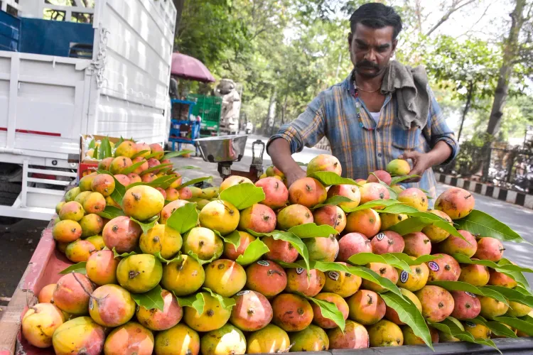 Karnataka mango growers get ₹1,750/quintal relief under MIS for Totapuri crop