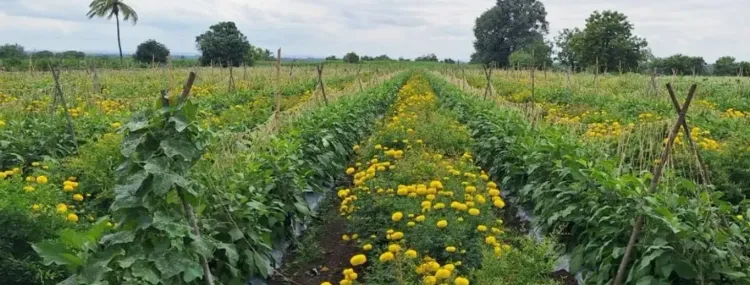 What Are the Key Features of the Draft Seeds Bill to Protect Farmers?