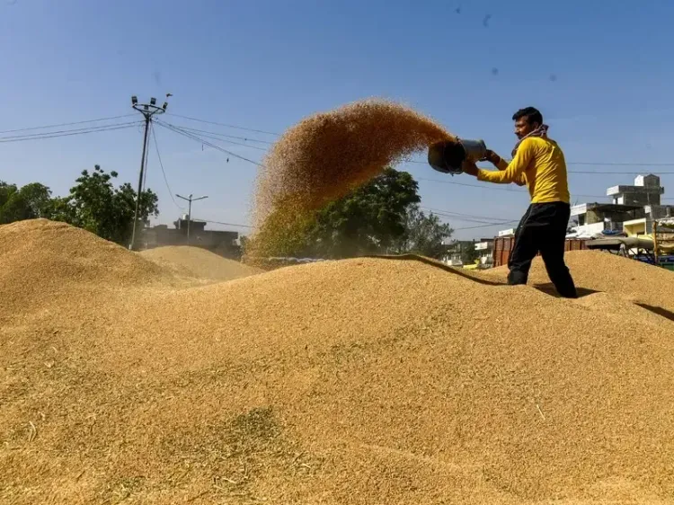 Centre rejects Punjab mandi glut claims, wheat lifting up in RMS 2026