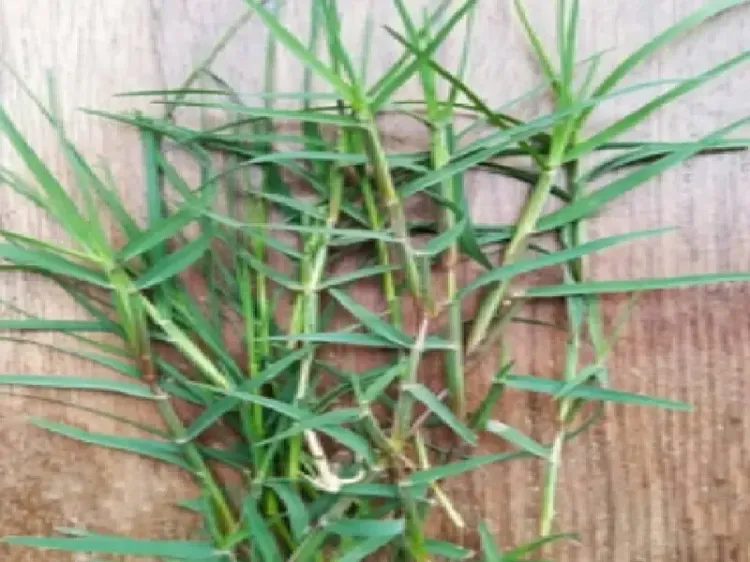 चैत्र नवरात्र में दूब घास का महत्व: पूजा से लेकर औषधीय लाभ तक