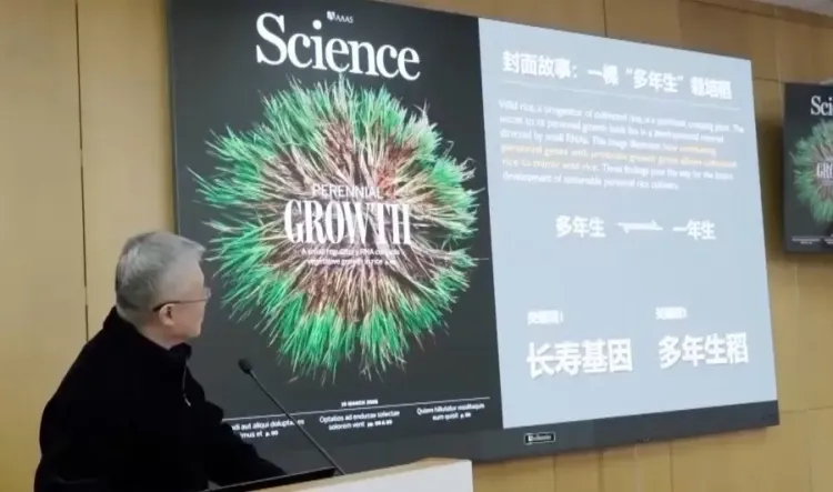 चीनी वैज्ञानिकों ने विकसित किया नया 'दीर्घायु चावल' की किस्म