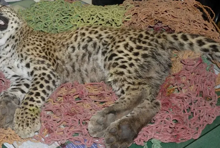 How Did a Cheetah Cub Lose Its Life on the Agra-Mumbai Expressway?