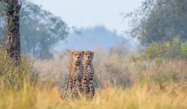 Cheetah Gaurav dies at Kuno, ending India's first Namibian coalition