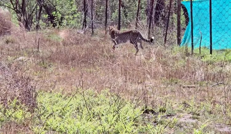 Nine Cheetahs from Botswana Released into Kuno National Park in Madhya Pradesh