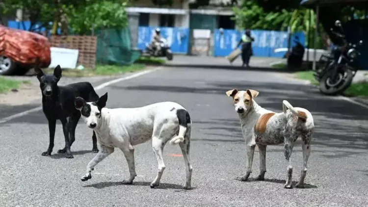 Chennai Corporation targets 2 lakh stray dogs in anti-rabies drive this August