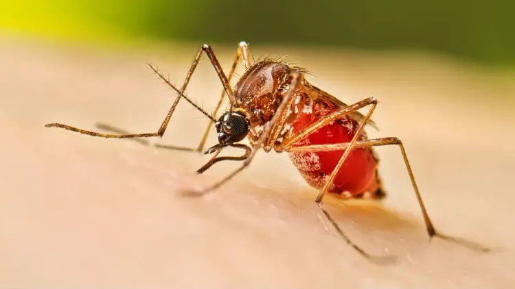 Chennai hospitals hit by flu, dengue surge — 12-hour waits ahead of monsoon