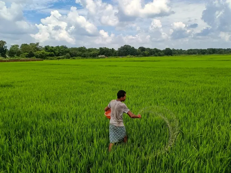 Will Chhattisgarh Procure Paddy at Rs 3,100 per Quintal Starting November 15?