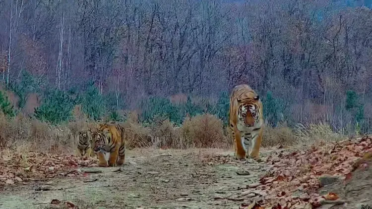 चीन में पूर्वोत्तर बाघों की संख्या 27 से बढ़कर 72, तेंदुए 42 से 115 हुए — एक दशक में दोगुनी वृद्धि