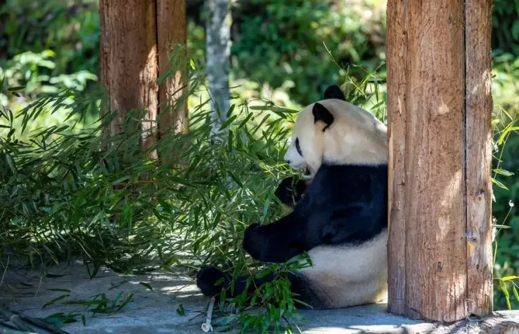 China's panda diplomacy loses sparkle as partner nations dwindle to 16