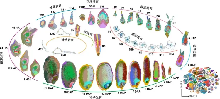 चीनी शोधकर्ताओं ने धान का दुनिया का पहला 3D स्पैटियोटेम्पोरल सेल एटलस तैयार किया, 'सेल' जर्नल में प्रकाशन