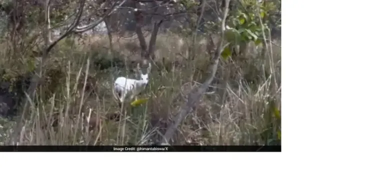 CM Assam Office Flags Rare Albino Hog Deer at Kaziranga