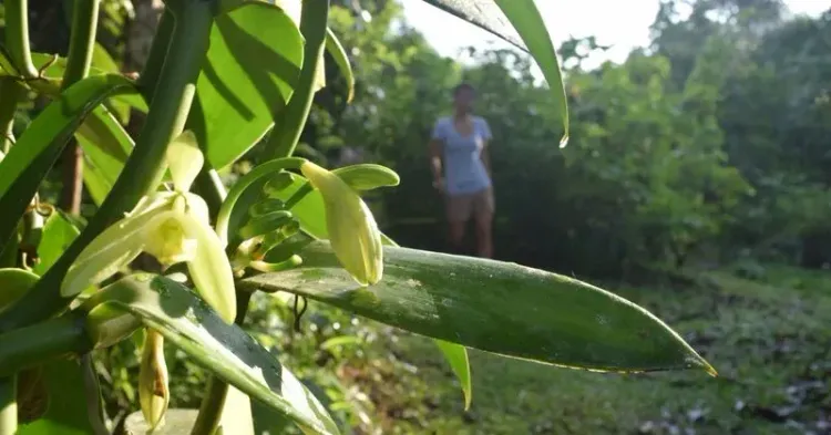 CM Assam Promotes Vanilla Farming for Forest Fringe Villages