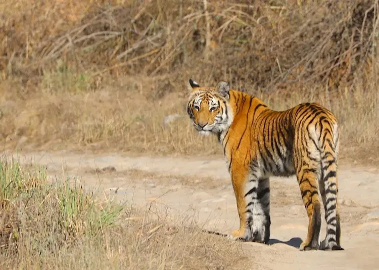 CM Dhami: Uttarakhand Tiger Count Up 215% Since 2006