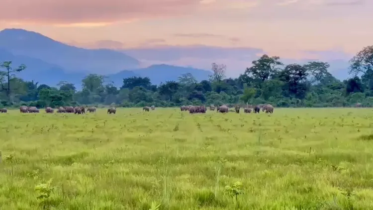 CM Himanta: Elephants Return to Sonai Rupai After Eviction