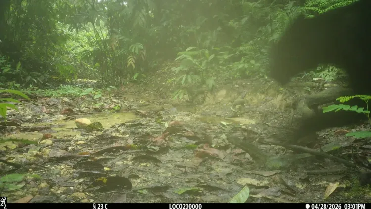 CM Himanta flags Assam's first Black Panther camera-trap sighting