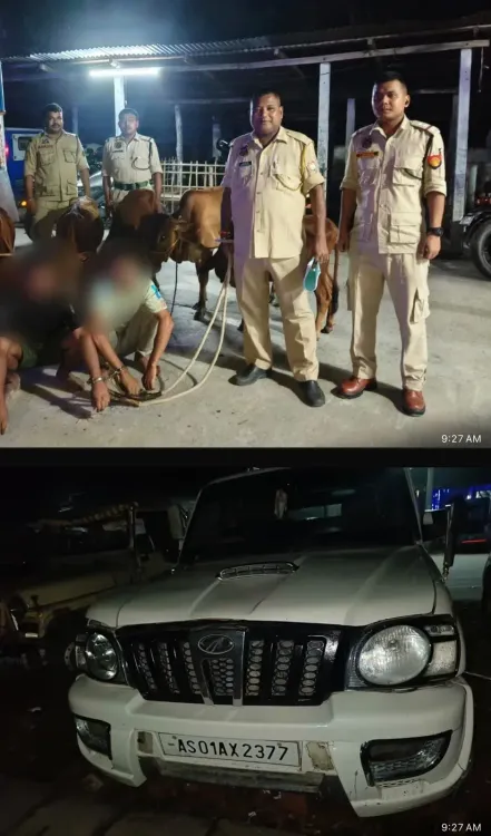 CM Himanta flags cattle smuggling busts in Assam's border districts
