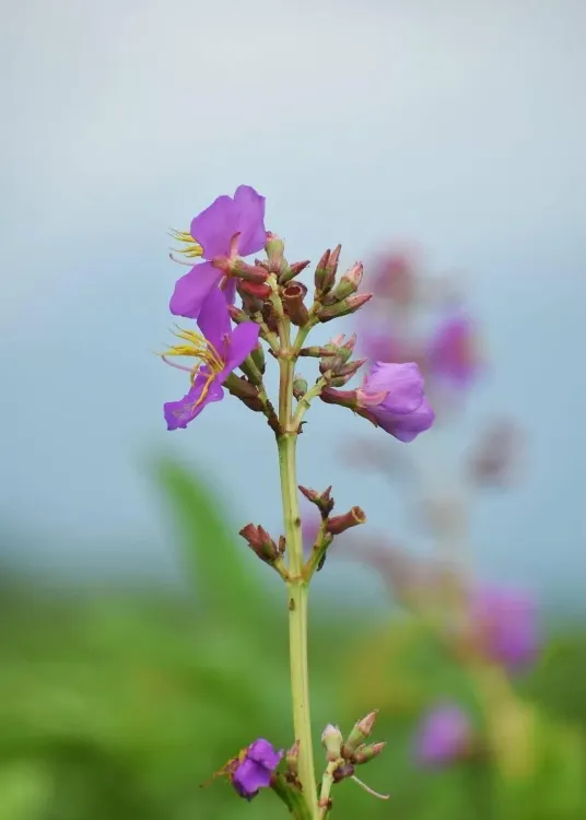 CM Himanta flags new flower species found in Manas National Park