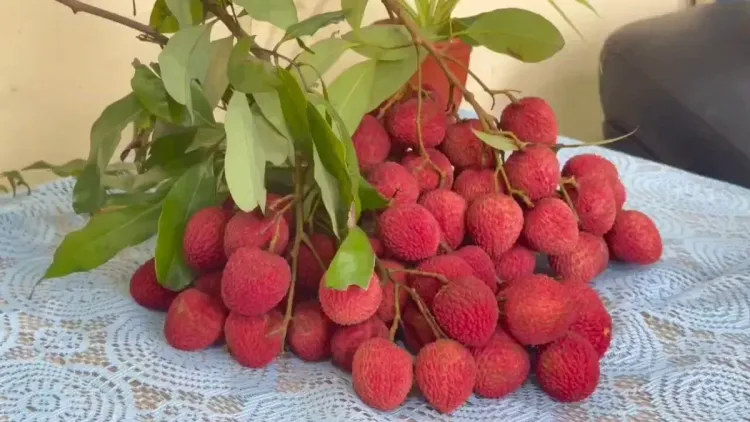 CM Himanta Flags Off Tezpur Litchi Export to Singapore