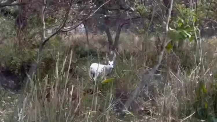 CM Himanta Flags Rare Albino Hog Deer at Kaziranga