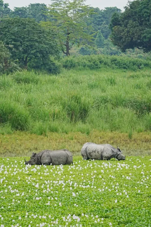 CM Himanta Highlights Assam's Rhino Conservation Win