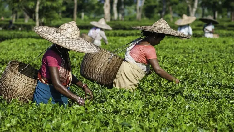 CM Himanta Highlights Wage Scheme for Assam's Tea Garden Mothers
