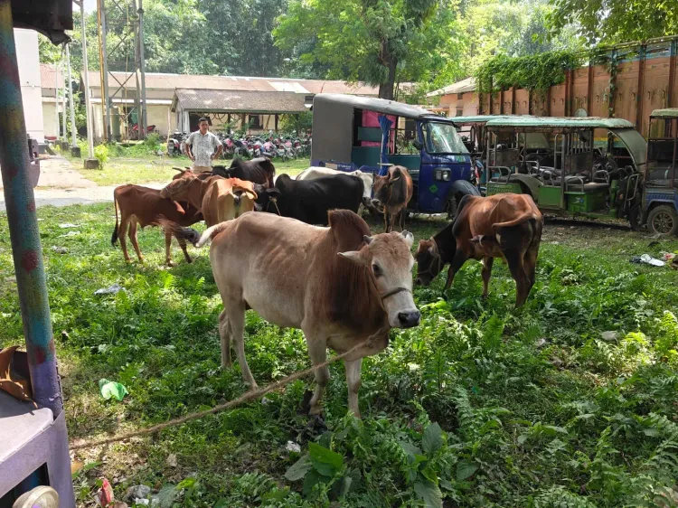 CM Himanta Lauds Kokrajhar Police for Cattle-Smuggling Bust